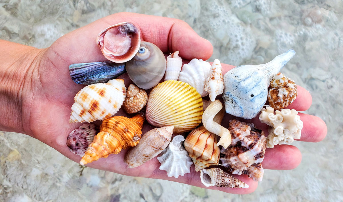 handful of empty seashells from florida collector