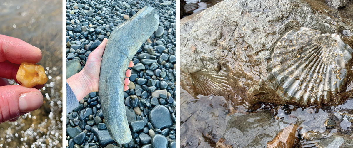 beach fossils from oregon coast