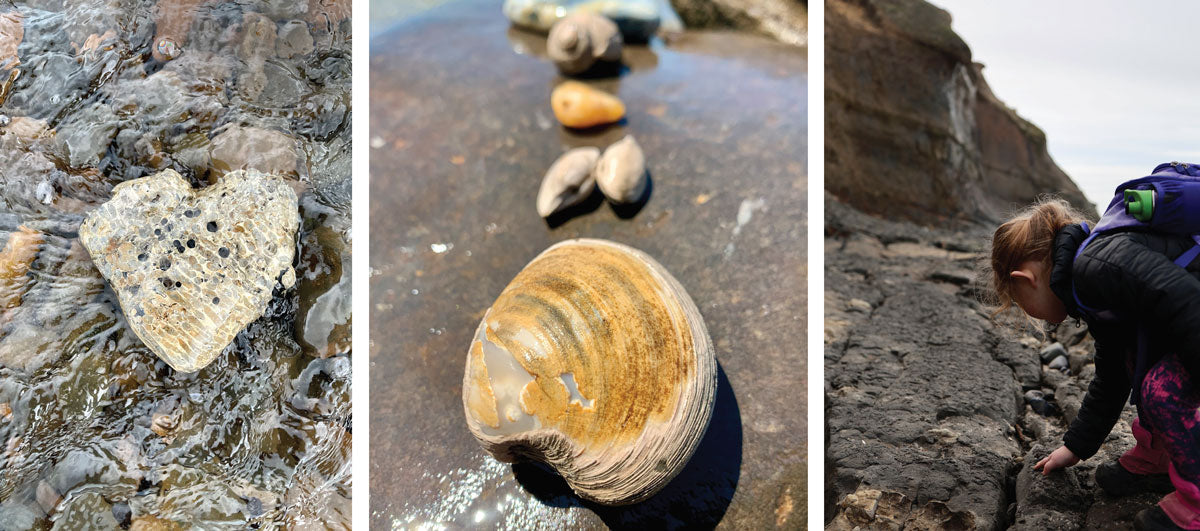 seashell and coral fossils