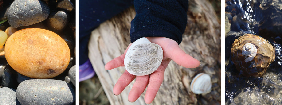 oregon coast beach fossils