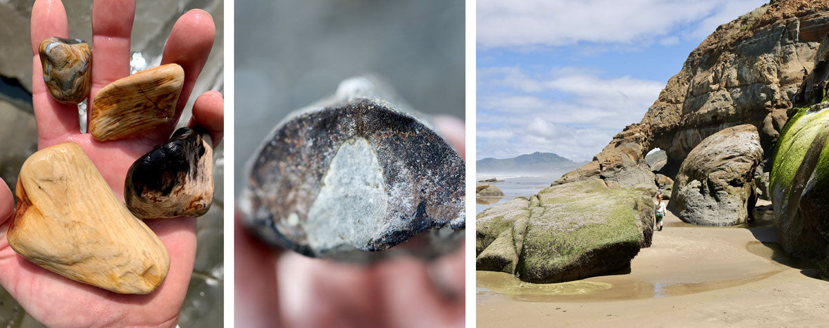 fossil bones and petrified wood from oregon beach