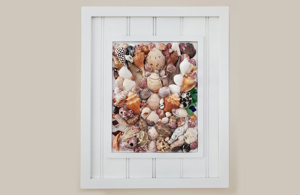framed sea shells