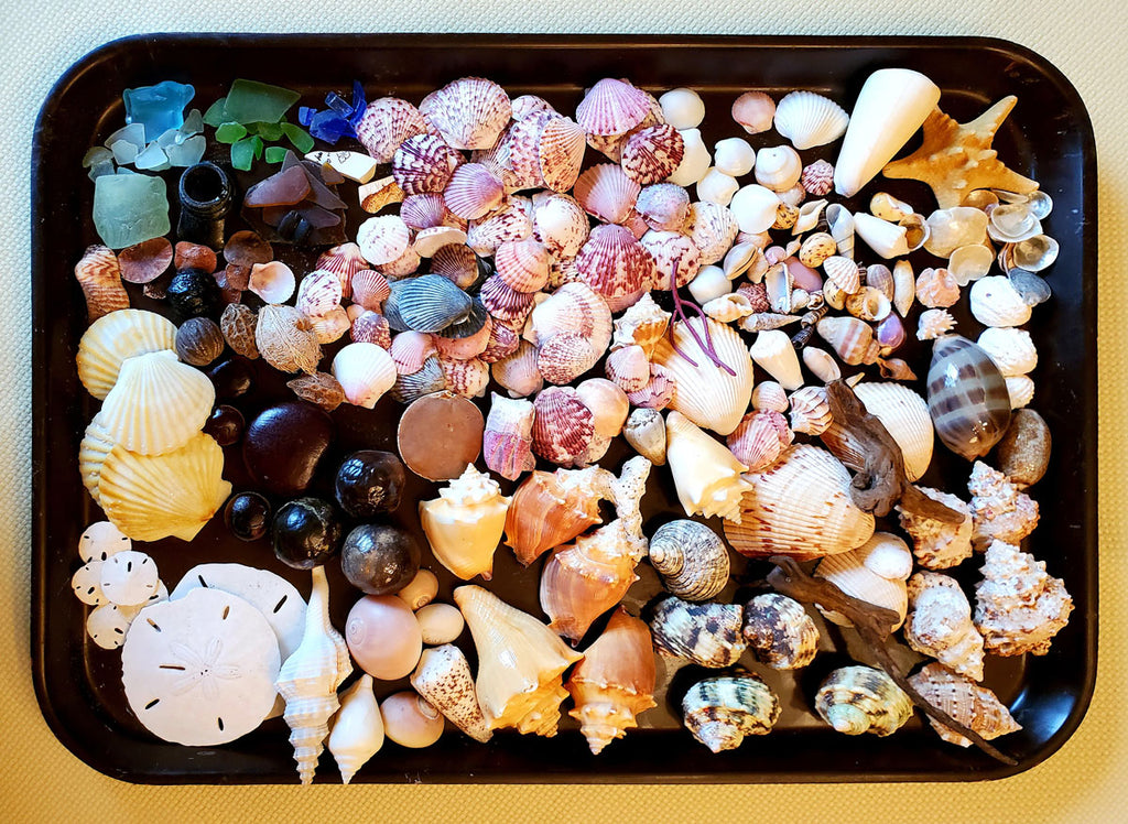 tray of seashells