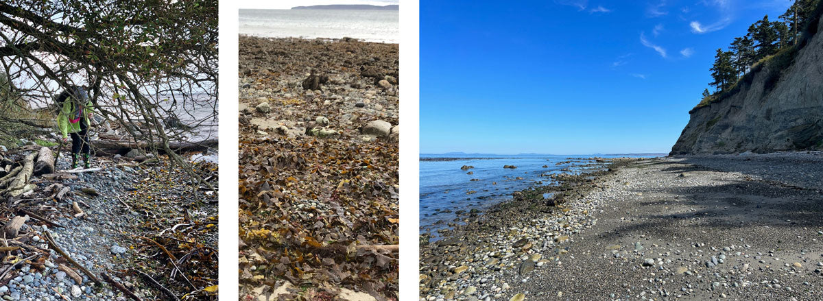 port townsend wa sea glass beach