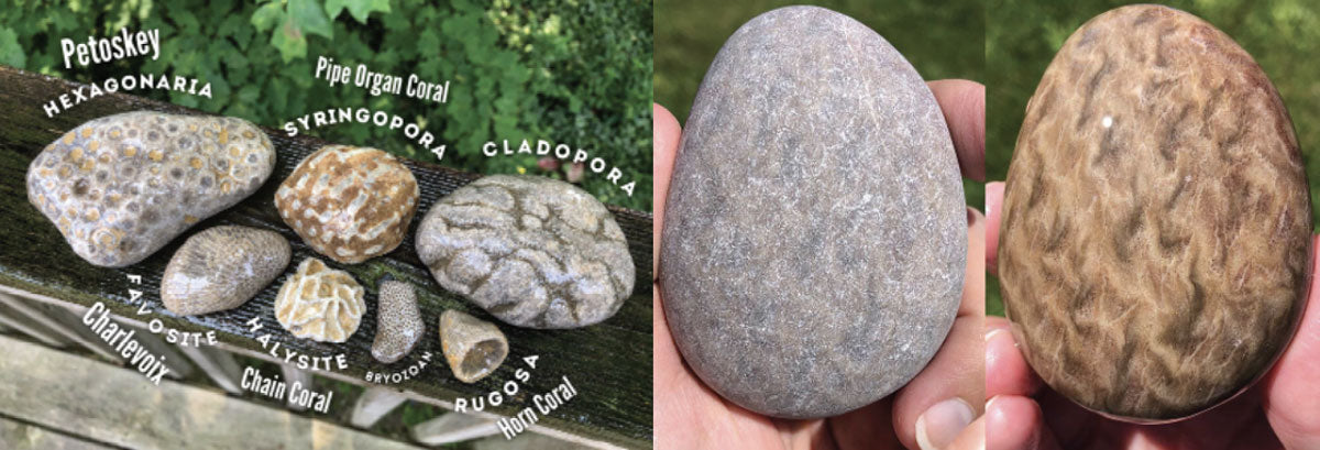 types of great lakes fossils and stones