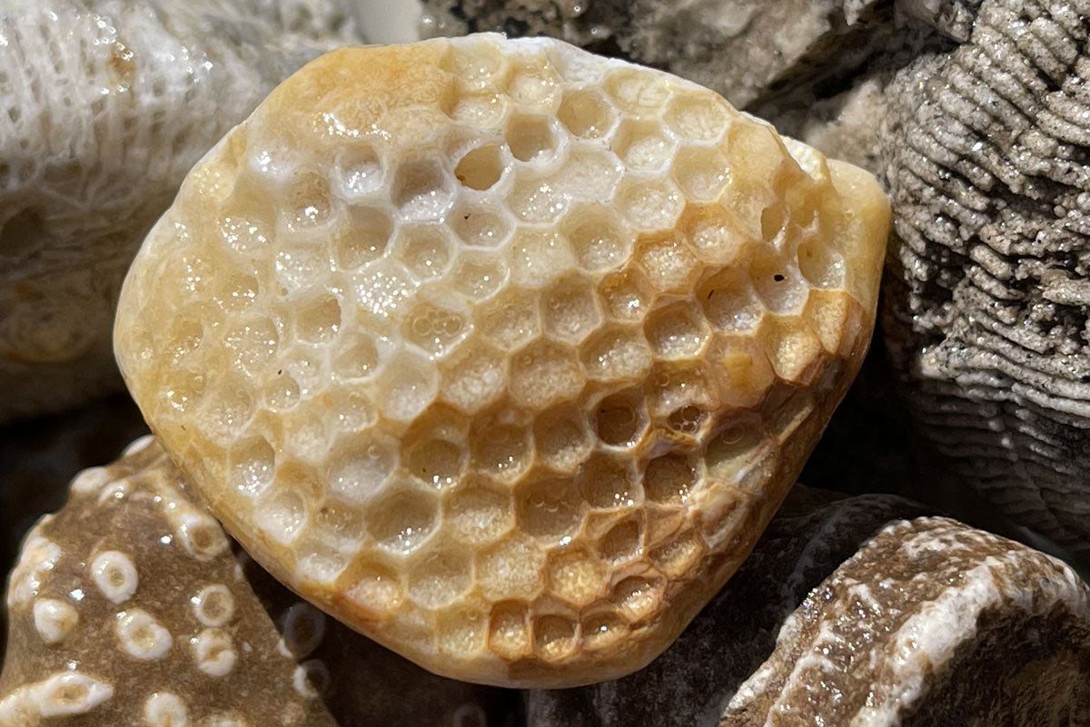 favosite honeycomb coral