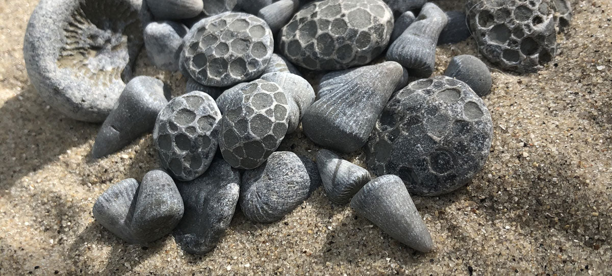 horn coral fossils