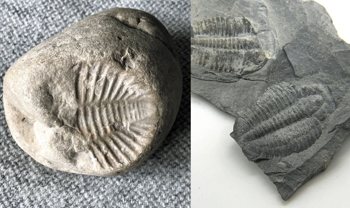 trilobite fossils