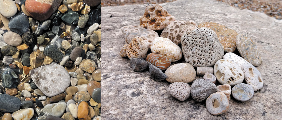Identifying Fossils on the Great Lakes Shores – Beachcombing Magazine