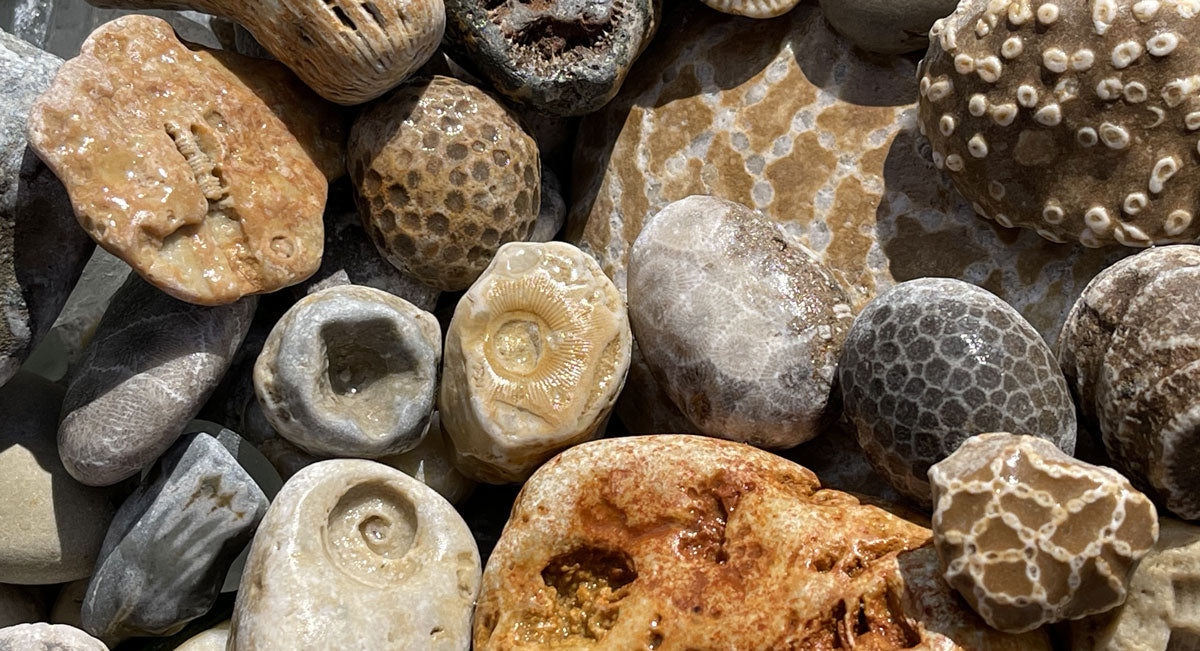 chain coral fossils from michigan