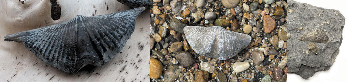 brachiopod fossils from the great lakes beaches