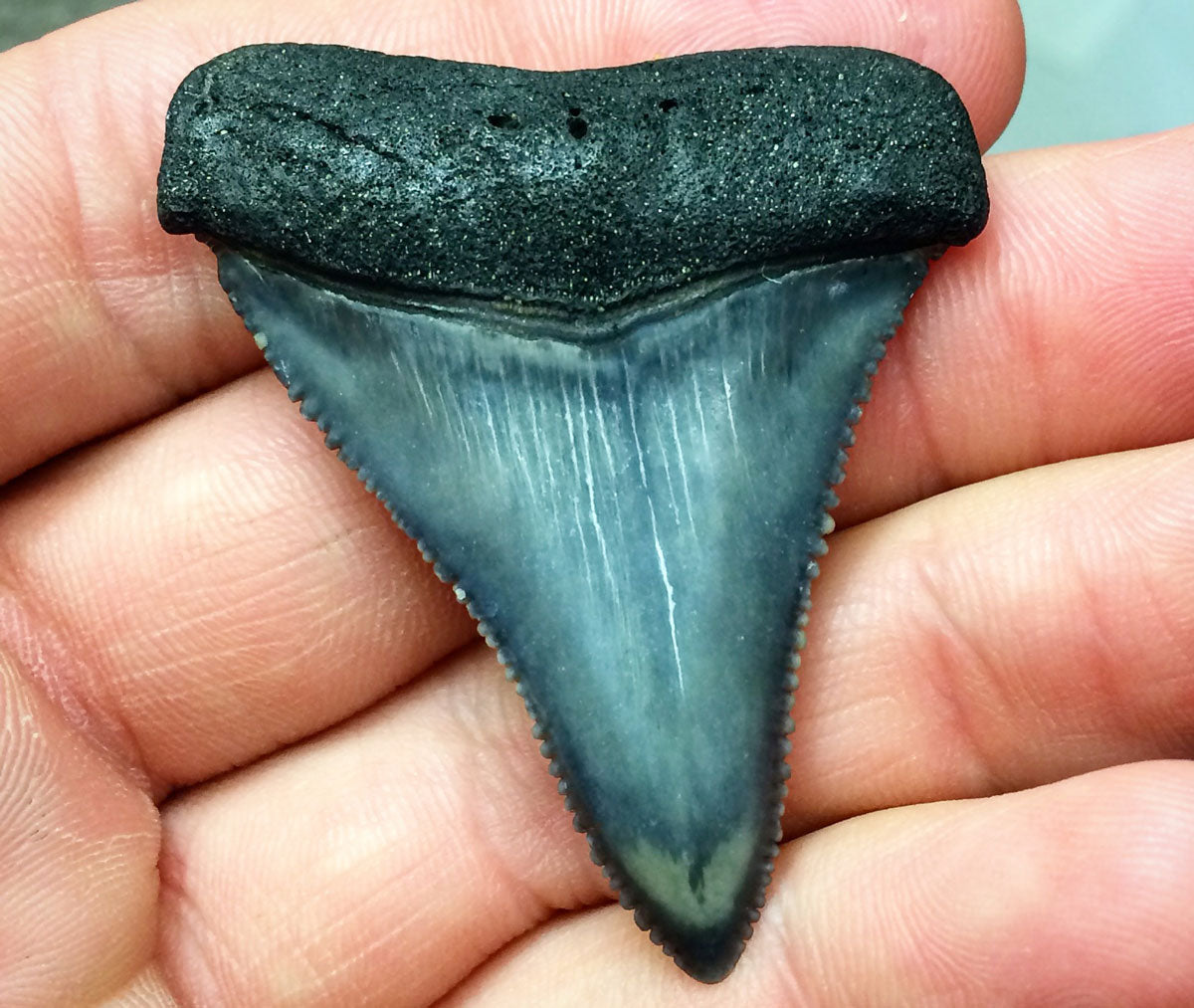 great white shark tooth size