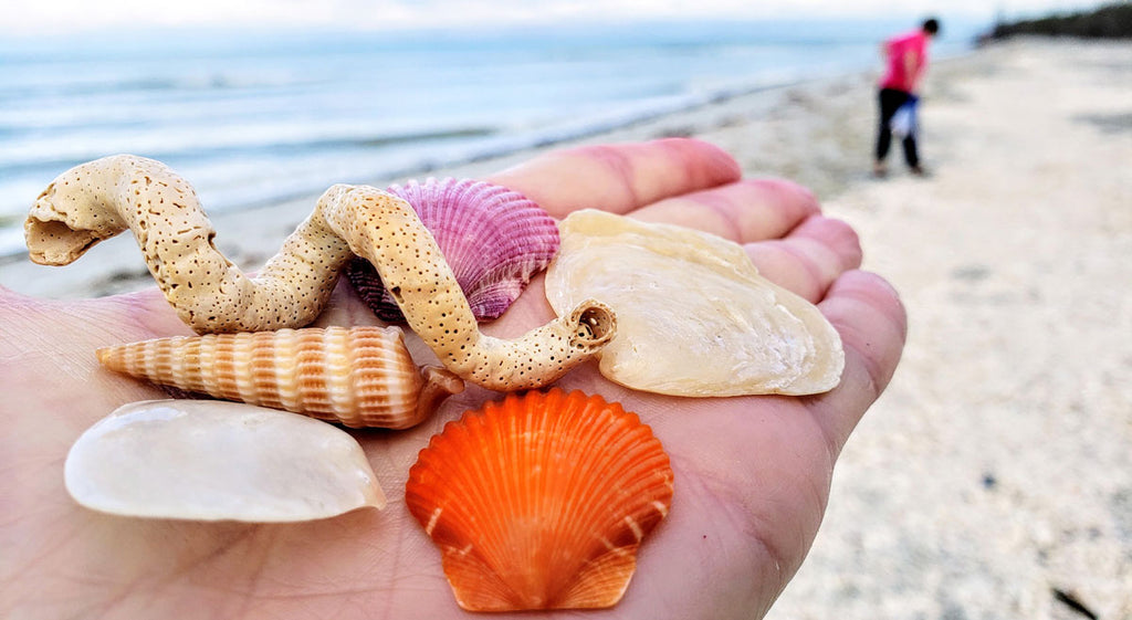 handful of seashells sanibel
