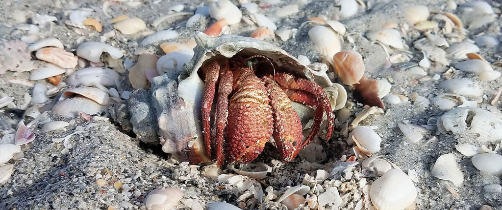 hermit crab in shell in florida