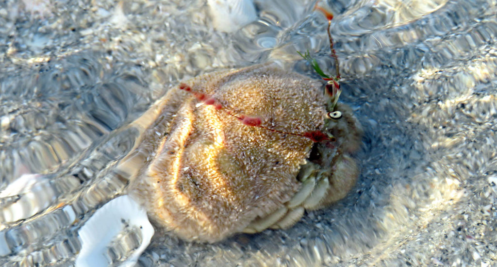 hermit crab in the water