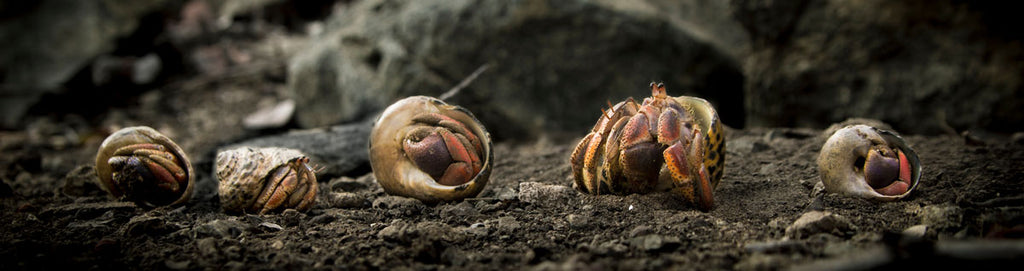 hermit crabs swapping shells