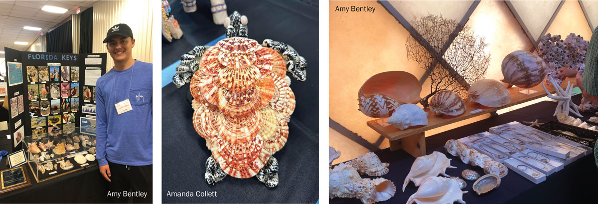 scientific and artistic entries at sanibel shell show