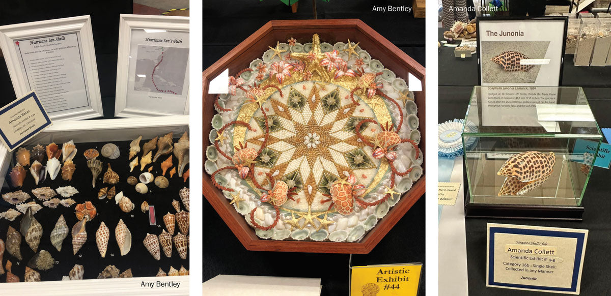 beautiful seashell art and fascinating scientific seashell exhibits