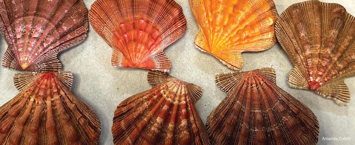 colorful scallop shells