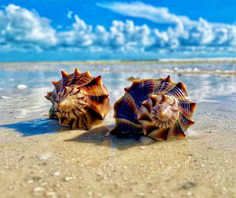 best seashell photo