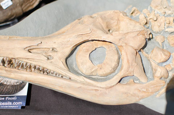 english fossil ichthyosaurs