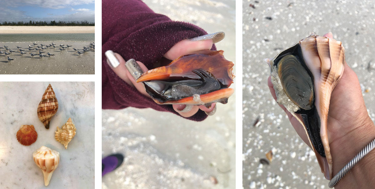 Common Shells Of SW Florida And Keewaydin Island Beaches
