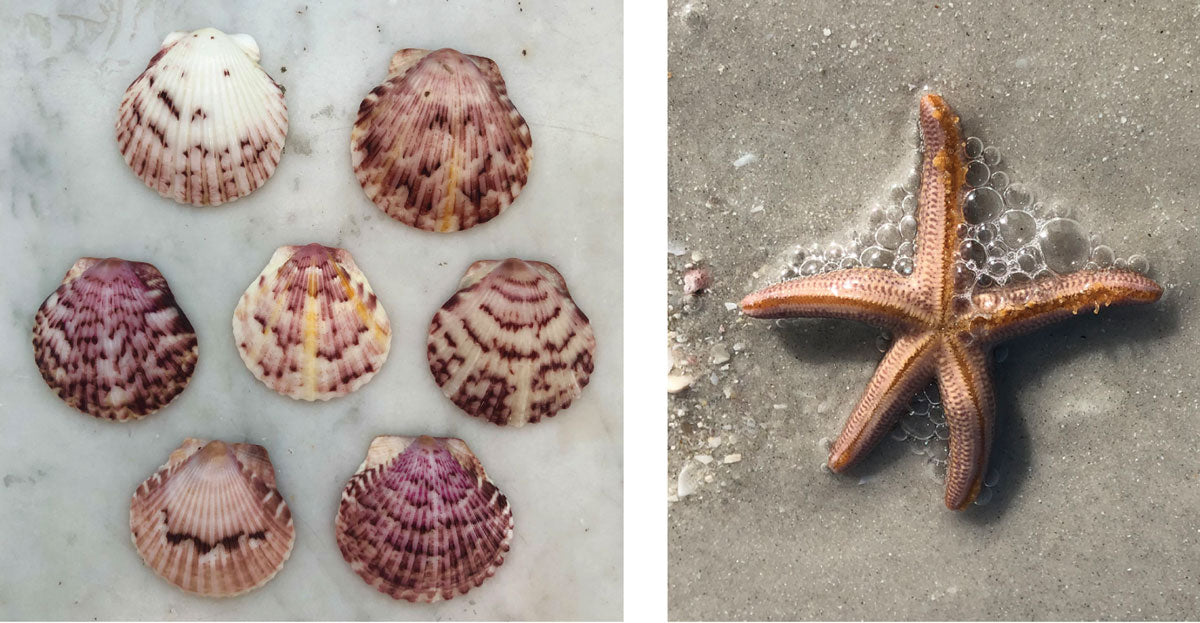 seashells from florida found on islands