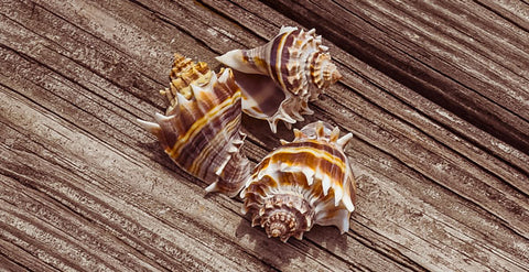 kings crown conch seashell