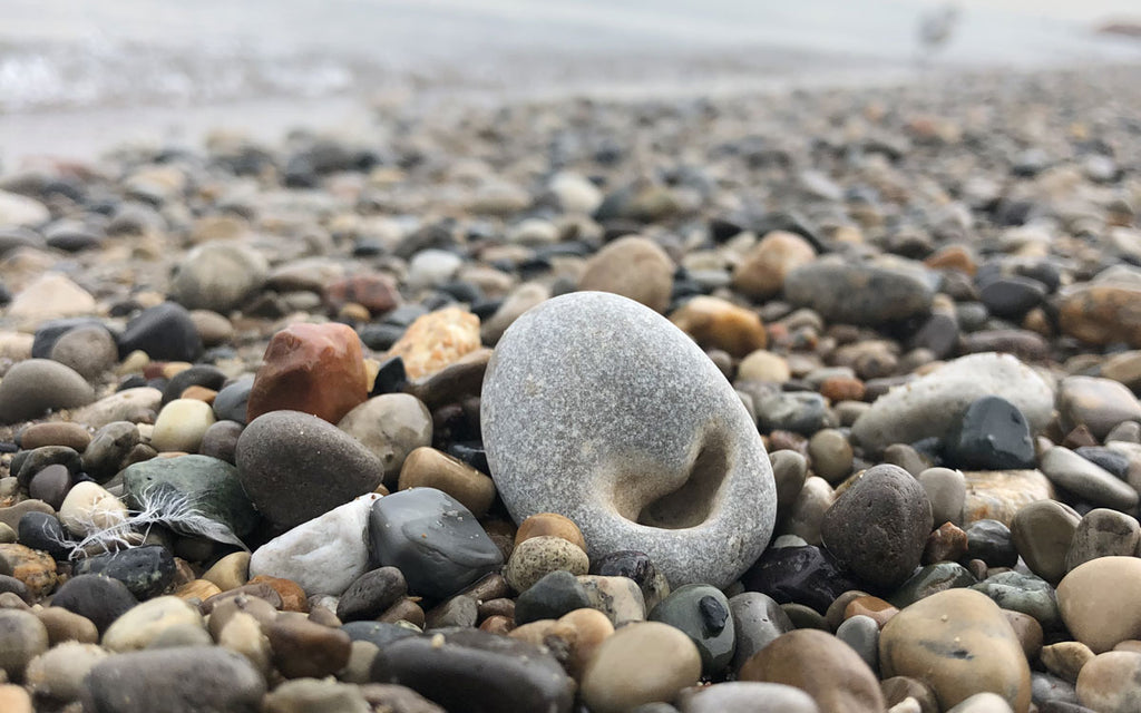 snail fossil on lake michigan beach