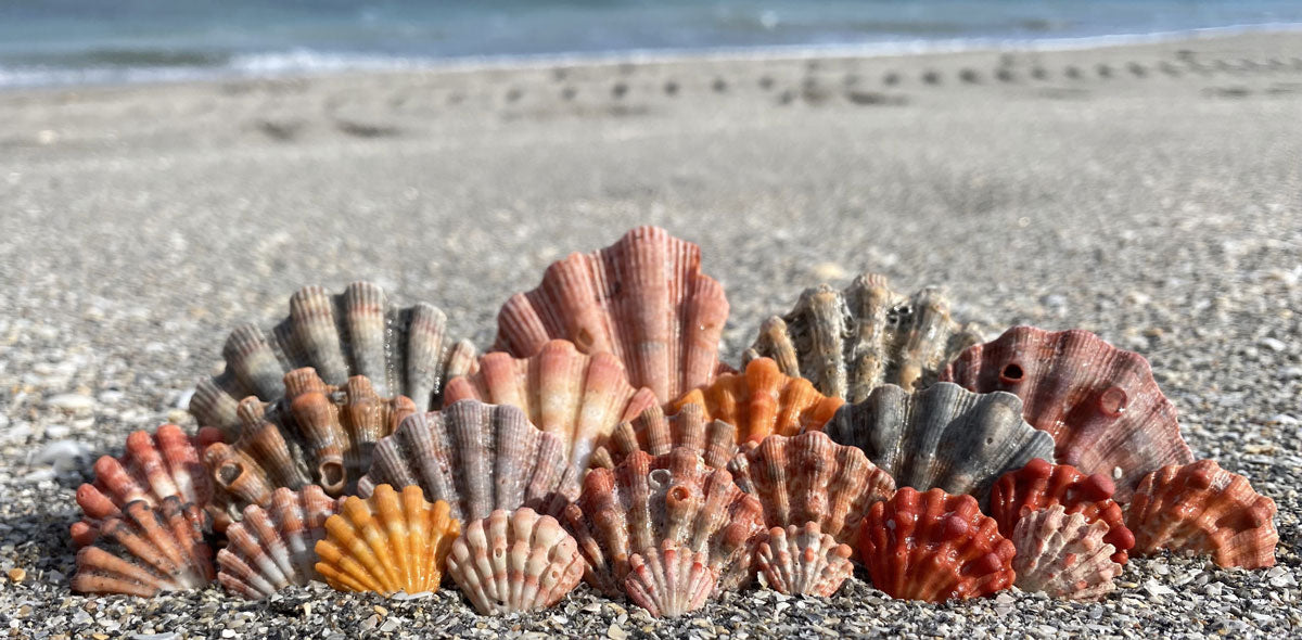 lion's paw shells from florida