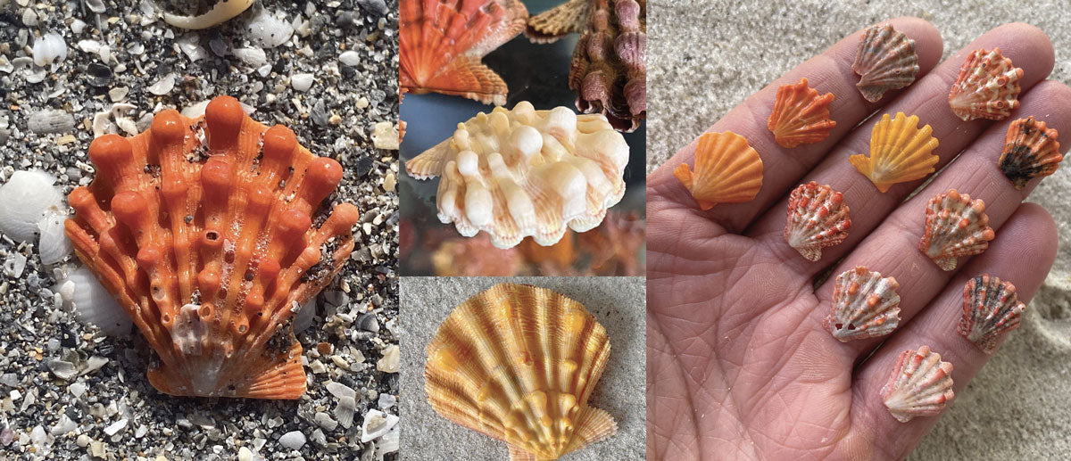 colorful lion's paw scallop seashells