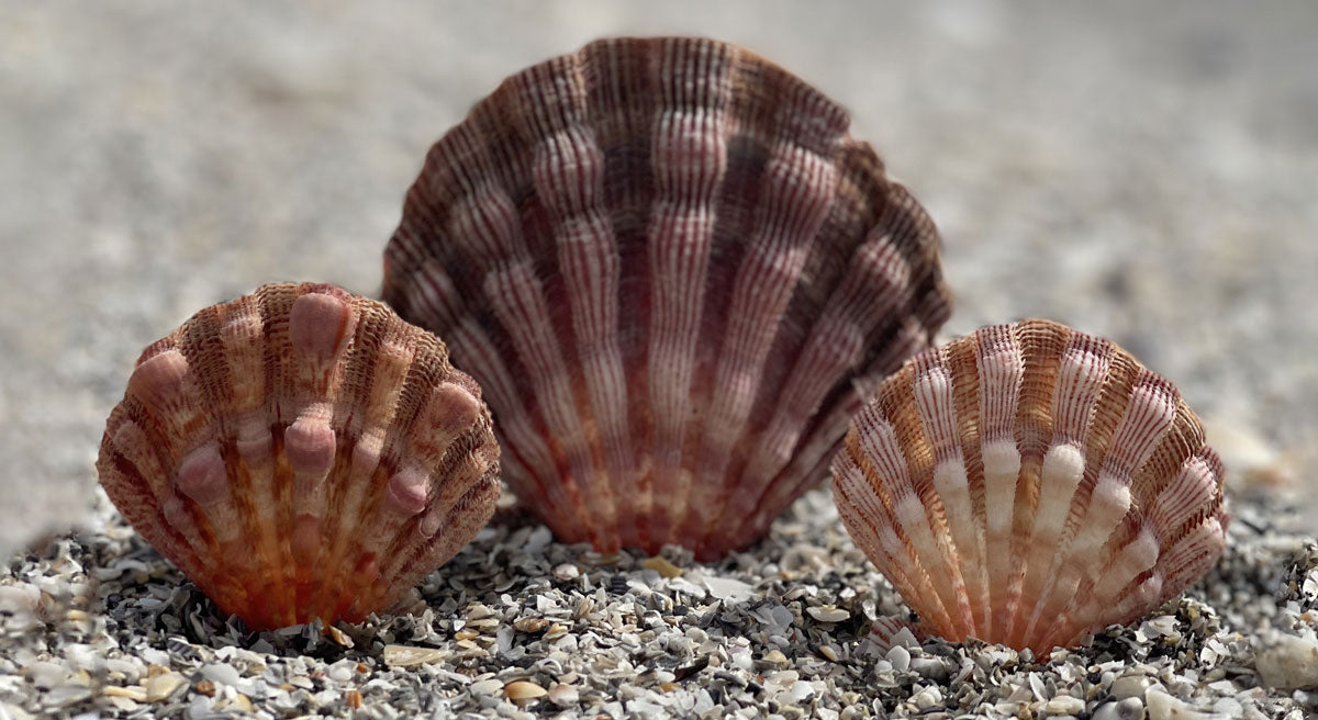 beautiful lion paw shells