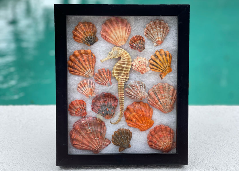 framed lion's paw shells