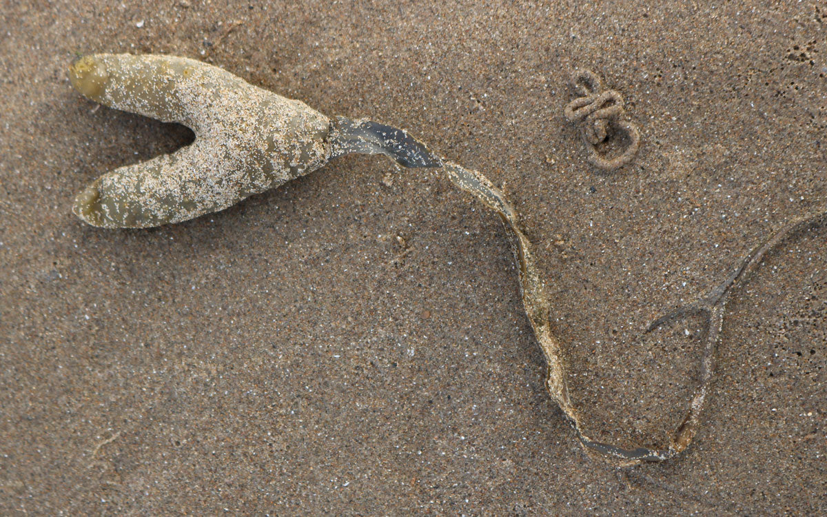 kelp on the beach