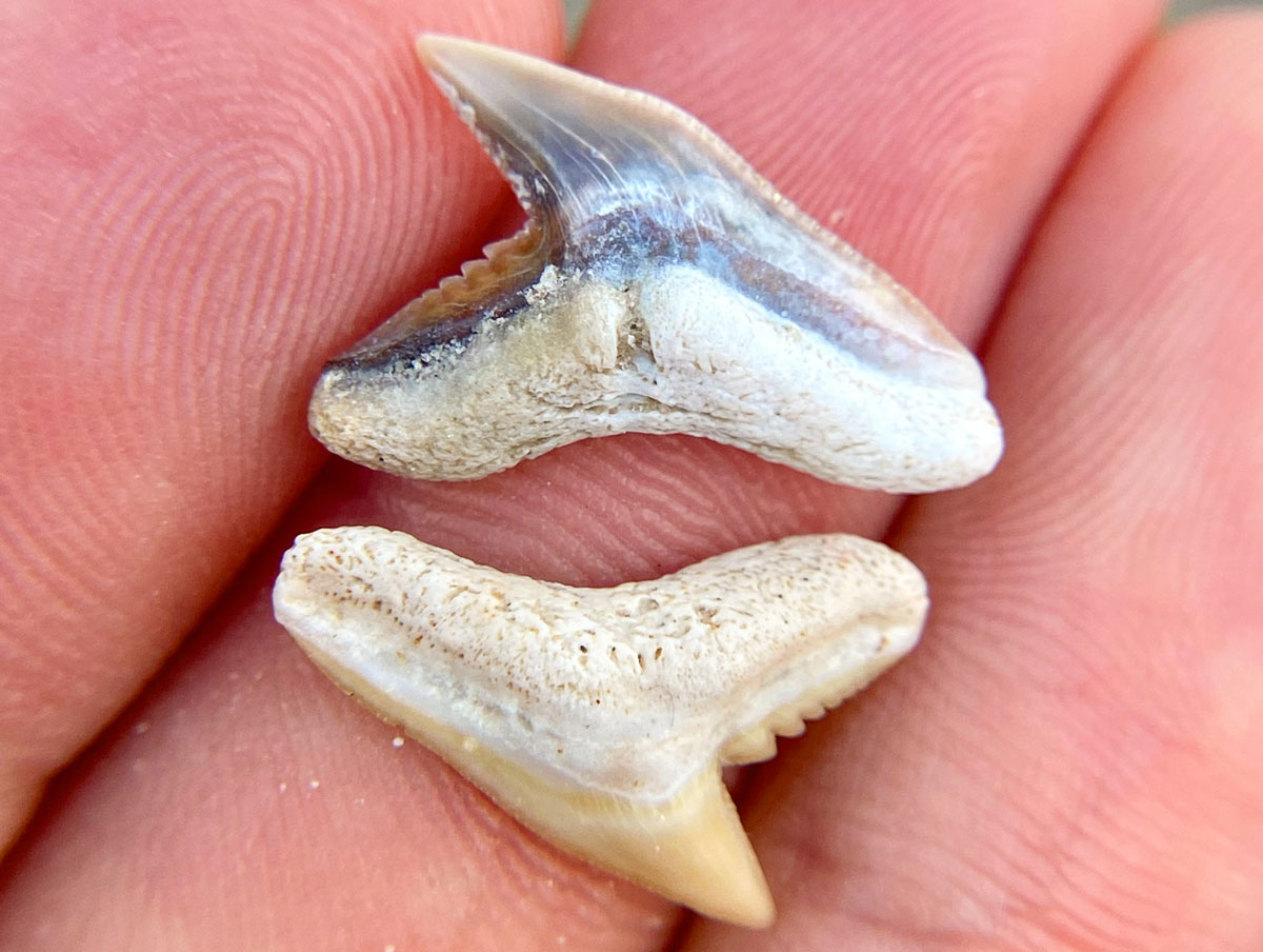 longtooth tiger shark tooth fossil