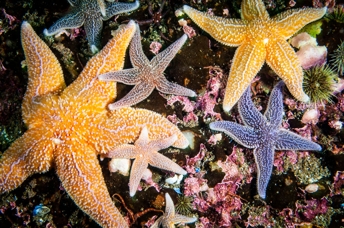 starfish in a tide pool