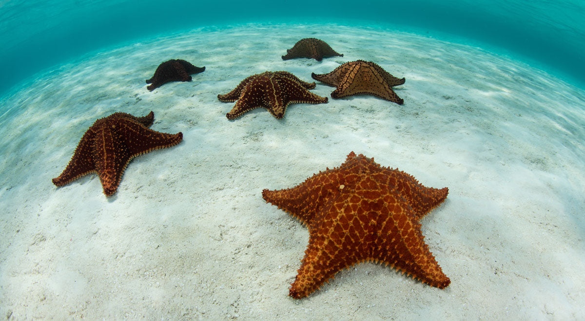 caribbean sea stars