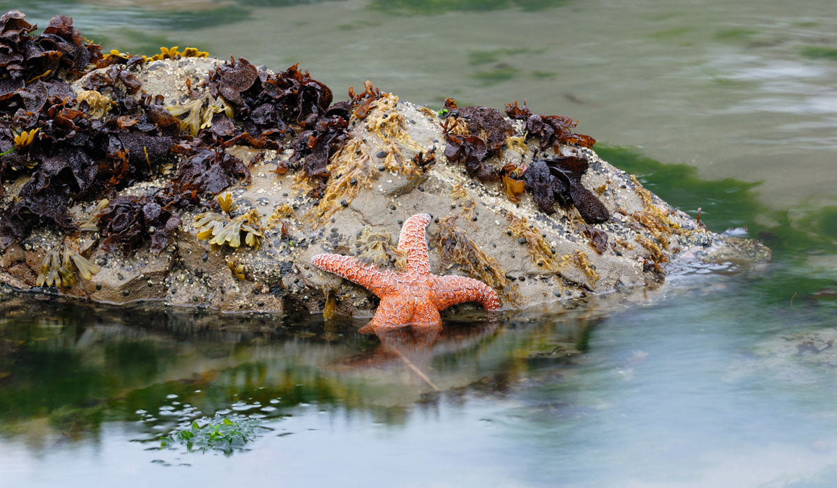sea star poking out of tidepool