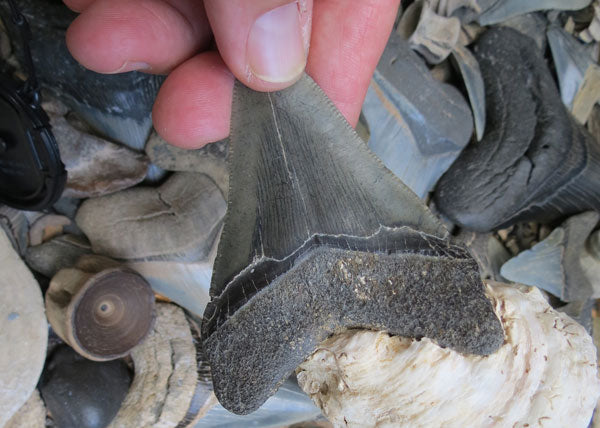 megalodon fossil shark tooth steve gladhill