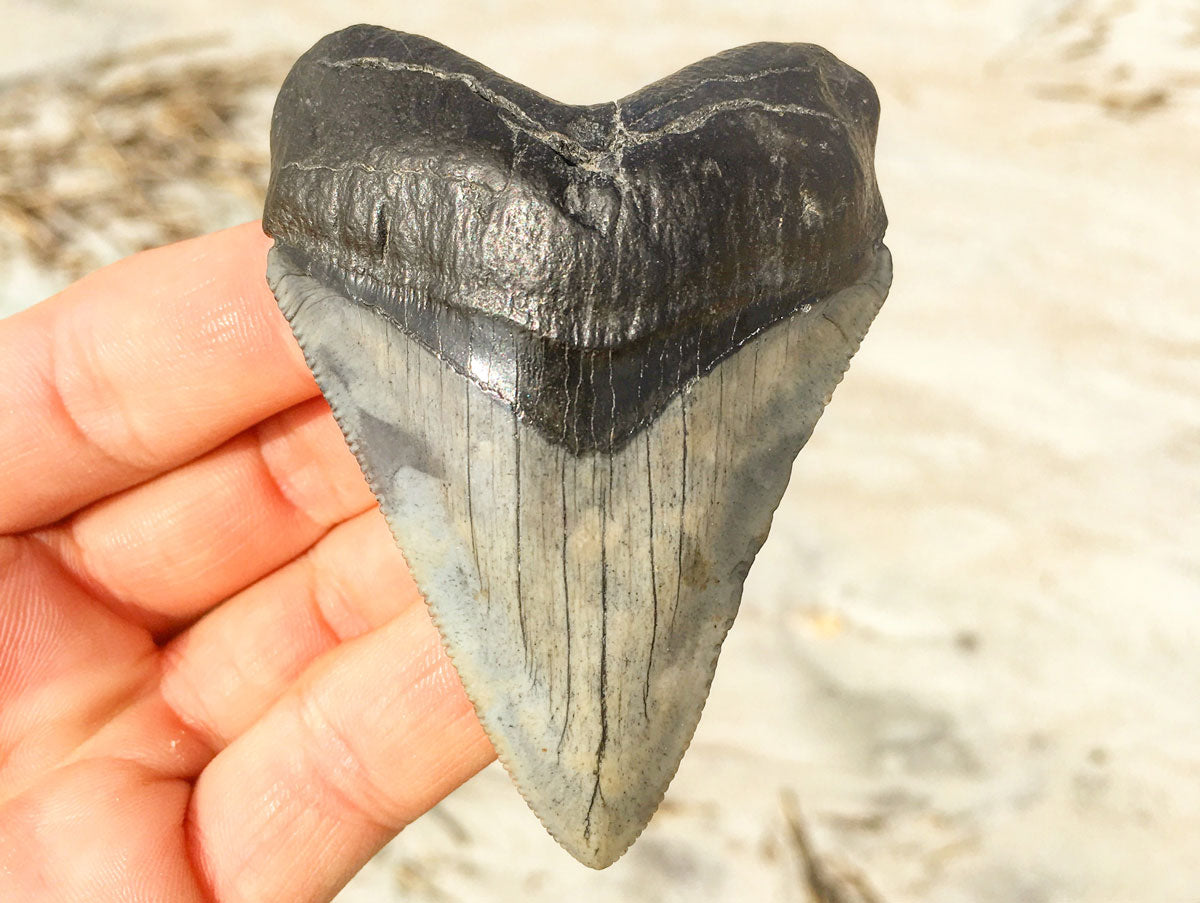 great white shark tooth size