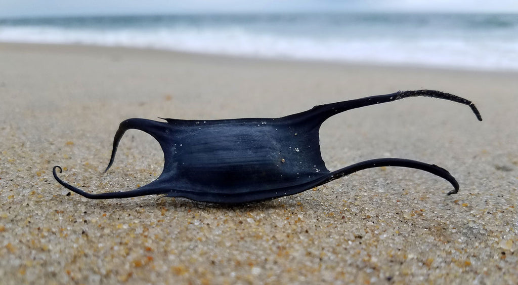 John Lindsey: Large waves may wash 'mermaid purses' onto the beaches |  Local news | syvnews.com
