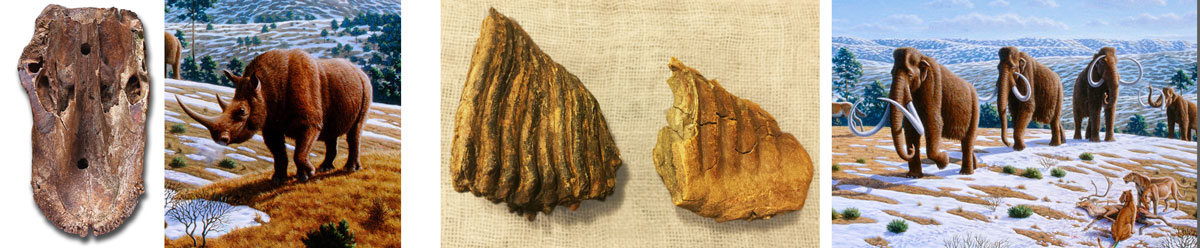 wooly rhino and mammoth fossils from thames