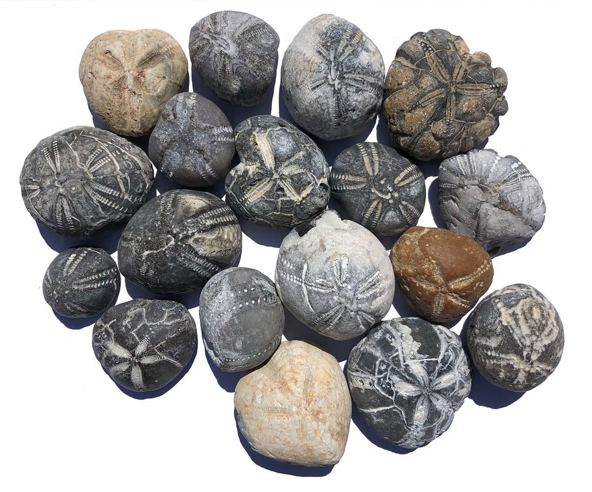 echinoid urchin fossils from river thames in london