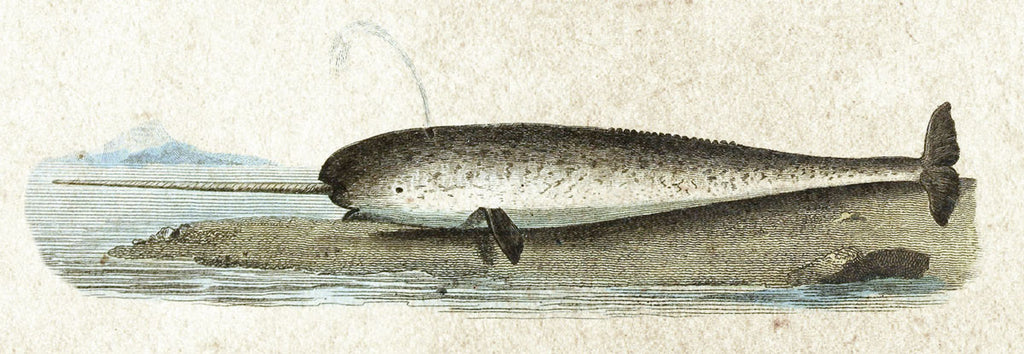 illustration of narwhal