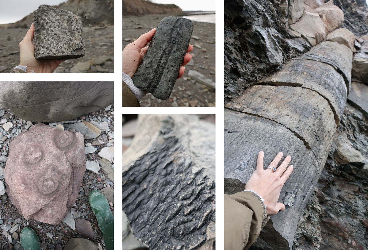 fossils from canadian beach