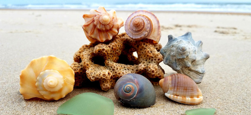 collection of outer banks north carolina shells