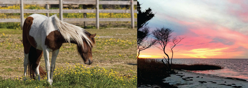 pony pen north carolina outer banks