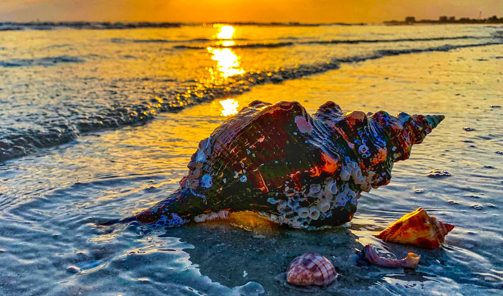 sunset photo of sanibel seashell