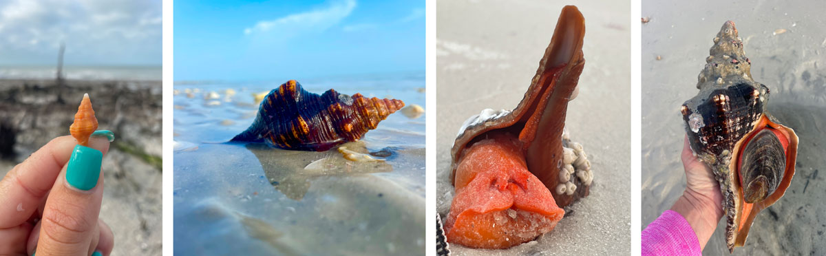 life cycle of a florida horse conch from egg to mature adult