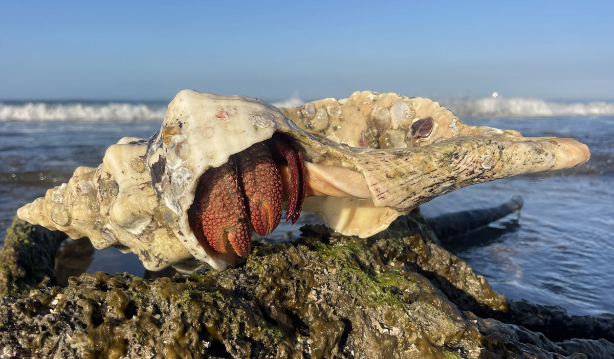 hermit crab inside a florida conch shell